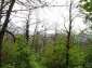 Rezervatia naturala Arboretul de Castan Comestibil - baia-mare