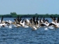 Rezervatia naturala Iezer, Calarasi - calarasi