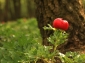 Rezervatia naturala Padurea Troianu