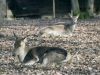 Gradina Zoologica din Targu Mures